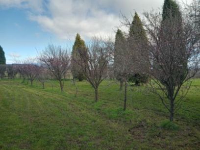 TREE FIX TAS